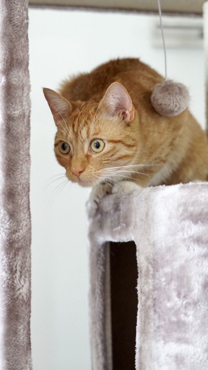  Petrebels Little Rock 99 Katten Krabpaal - Cappuccino - 99 Cm - Stabiel
