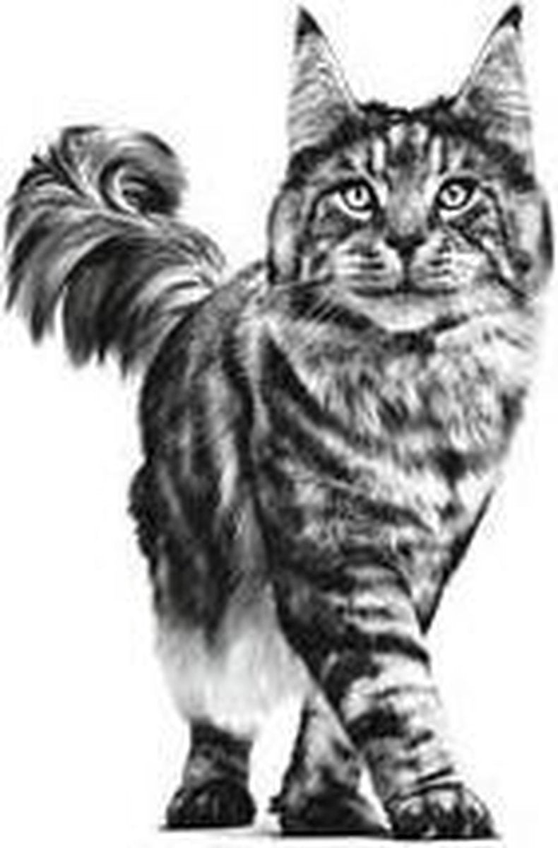 Royal Canin Renal - Tonijn - Kattenvoer - 12 X 85 G