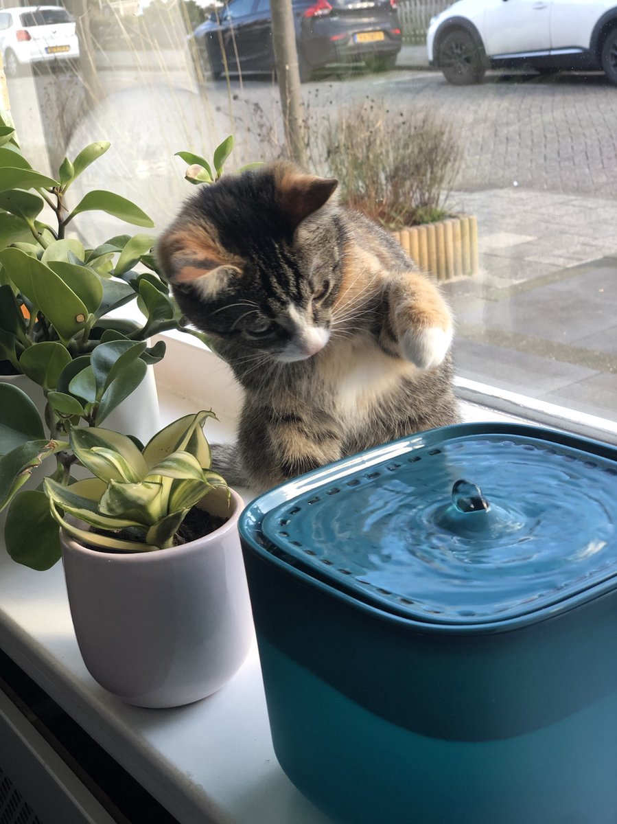  No Logo - 3L - Drinkfontein Voor Huisdieren, Water Fontein - Waterdispenser - Waterautomaat Drinkbakken 3L Voor Huisdieren Katten - Honden - Konijnen - Goud - Groen - Kattenfontein - Fontein - Drink - Bak - Drinkbak - Hond - Konijn - Kat - 2l - 1l -