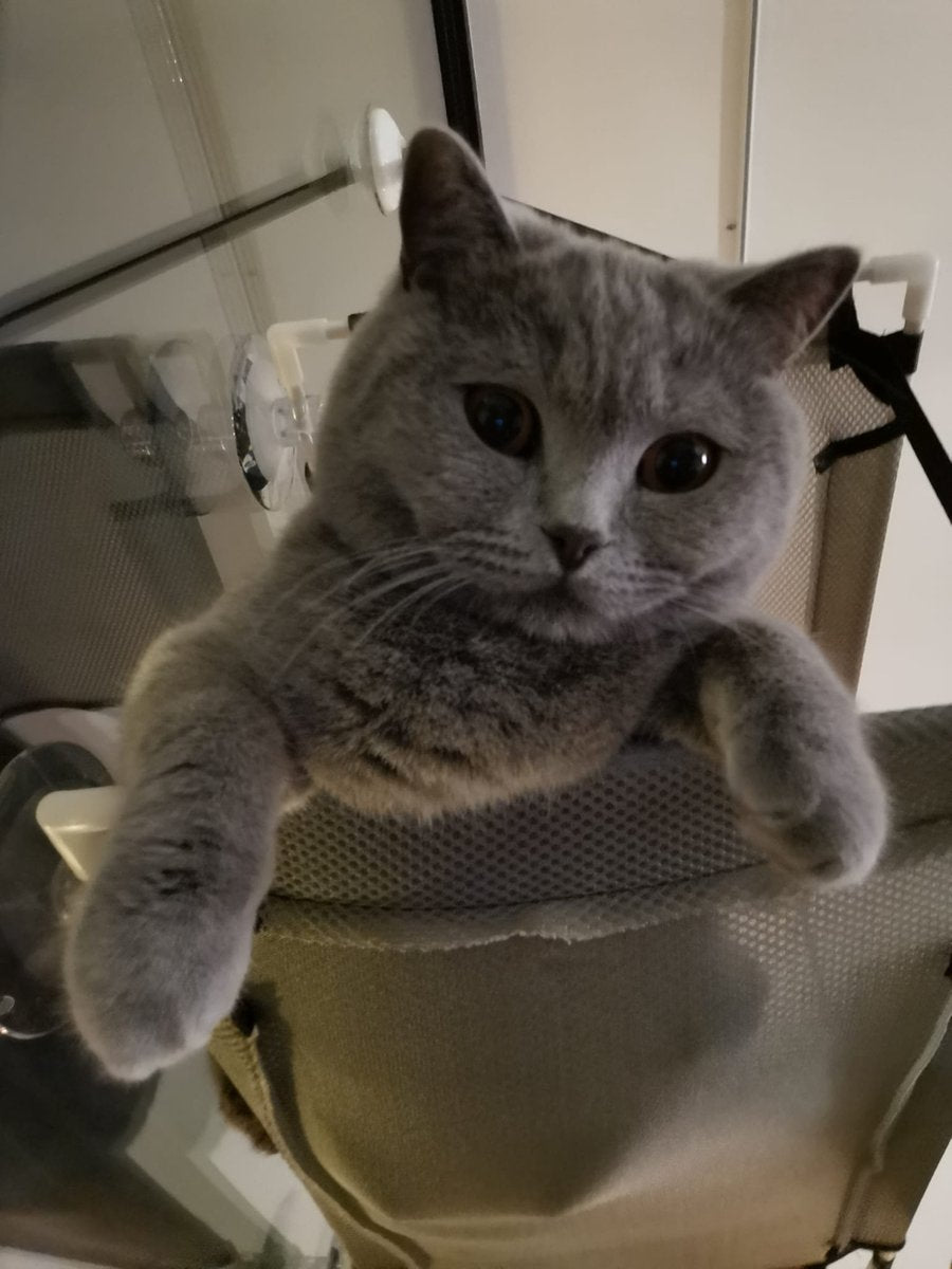  Cas &amp; Lux Relaxerende Hangmat Voor Katten - Inclusief 2 Niveau's Met Sterke 30kg Draagkracht - Kattenhangmat - Kattenhangmat Raam – Kattenmand - Kattenhuis - Kattenkussen - Hangmat Kat - Kattenbed