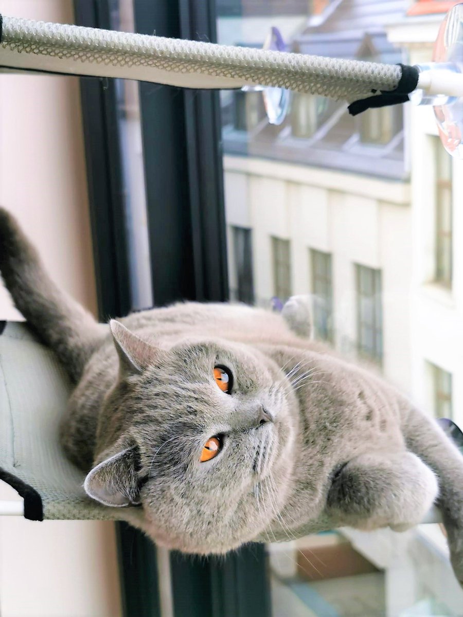  Cas &amp; Lux Relaxerende Hangmat Voor Katten - Inclusief 2 Niveau's Met Sterke 30kg Draagkracht - Kattenhangmat - Kattenhangmat Raam – Kattenmand - Kattenhuis - Kattenkussen - Hangmat Kat - Kattenbed
